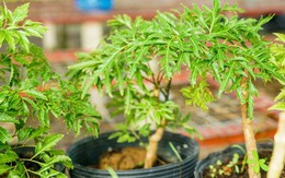 Trồng ngay loại cây dễ sống được ví như "thần giữ của" để bảo vệ sức khỏe và vượng khí