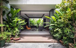 Loại cây lọc không khí nếu trồng trước cửa nhà gia chủ có thể yên tâm hưởng phúc