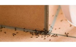 Đây mới là con vật mang điềm xui và vật dụng "hãm tài" gia chủ nhất định phải tránh xa