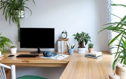 3 loại cây thủy sinh thu hút tài lộc cho bàn làm việc những ngày Thu