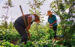 Bán nhà 3,8 tỷ về quê trồng rau, nuôi gà, vợ chồng nghỉ hưu vỡ mộng chỉ sau 10 tháng