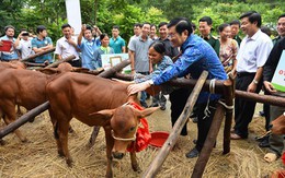 Chủ tịch nước tặng bò giống giúp đồng bào nghèo 