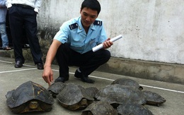 Bắt giữ 29 con rùa và gỗ pơmu trên xe khách