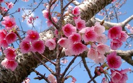 Thành phố Hạ Long tổ chức lễ hội hoa Anh đào