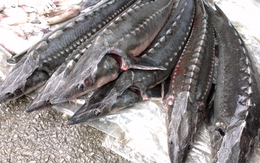 Quảng Ninh: Thu giữ 300 kg cá tầm nhập lậu