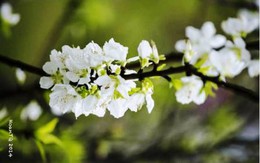 Quảng Ninh: Độc đáo cây bạch đào tại chùa Cái Bầu