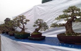 Hơn 1000 cây cảnh nghệ thuật bonsai "đọ dáng" ở Yên Tử