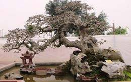 Cận cảnh những cây Bonsai "độc" tại Yên Tử