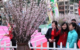 Lễ hội hoa Anh Đào Hạ Long 2014, sự kiện được người dân Quảng Ninh đón chờ