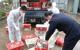 Quảng Ninh: Bắt giữ hơn 2000 con chim bồ câu nhập lậu
