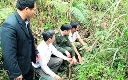 Quảng Ninh: Thả động vật quý hiếm về với tự nhiên