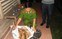Quảng Ninh: Thu giữ 243,7 kg ngà voi trái phép 