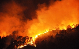 Quảng Ninh: Hàng chục héc ta thông rừng Hùng Thắng bị cháy rụi