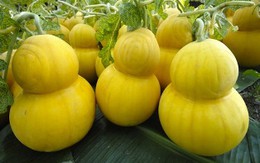 Cây, quả lạ mùa Tết 