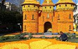 Kỳ thú trong thế giới của cam, chanh