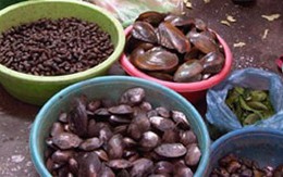 Nguy hiểm từ trai hến