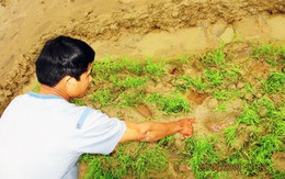 Kẻ ác xéo nát các ruộng mạ