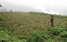 Vụ “mượn đất” của cụ Hoàng Cầm không trả: Cần giải quyết dứt điểm 