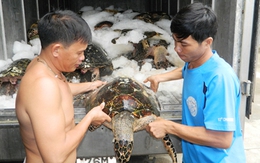 Hiểm họa từ những chuyến săn rùa biển