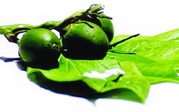 Ngày Xuân nhớ trầu cánh phượng