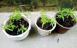 Ma lực khó cưỡng và hệ lụy khôn lường khi biến mình thành nô lệ của loại độc dược chết người