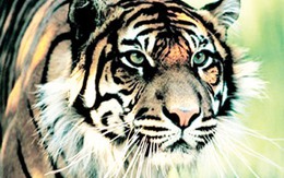 Đầu năm kể chuyện “săn” cọp