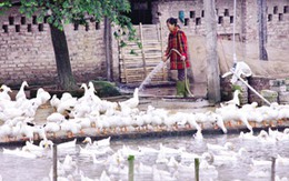 Từ vùng dịch đến… chợ gia cầm