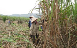 Dân khổ vì mía trổ hoa