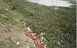 Gà dịch tuồn ra sông