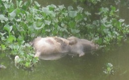 Lợn chết vẫn “chu du” trên sông