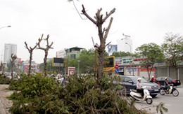 Hy sinh cây để làm cầu