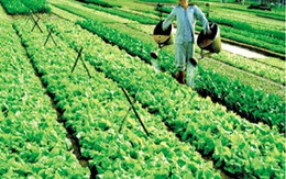 Sự thật tin đồn rau củ dễ nhiễm độc hơn rau lá