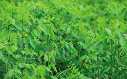 Thực hư loại cây tăng cường “bản lĩnh đàn ông”?