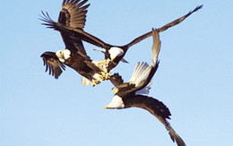 Khi đại bàng thành món hầm thuốc Bắc