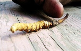 Bi kịch đằng sau viagra của Himalaya