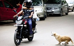 Ấn Độ bất lực trước nạn chó hoang