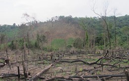 Hàng trăm ha rừng tự nhiên bị tàn phá