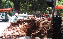 Hà Nội: ”Trảm” cây rễ chùm