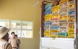 Hà Nội: “Tuyên chiến” với gà lậu