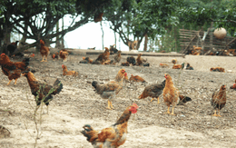 Người Yên Thế thương người Hà Nội