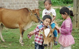 Tặng bò giống cho các hộ gia đình nghèo ở Sơn La và Thanh Hóa