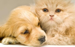 Báo tử chó, mèo!