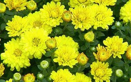 6 loại hoa Tết có công dụng trị bệnh không ngờ