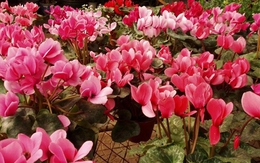 Những loài hoa có thể gây bệnh trong phòng ngủ