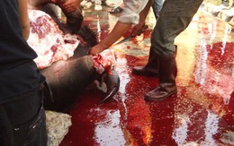 Hết hồn với cảnh bê bết máu ở lễ hội!