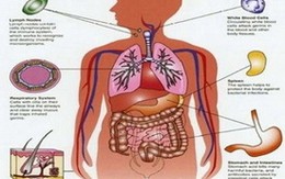 Việt Nam: Rùng mình nạn săn lùng bộ phận cơ thể người