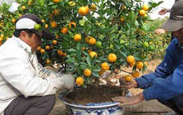 Cách tránh mua quất tươi về trồng lại héo