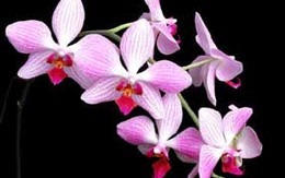 Cách chọn mua giỏ lan đẹp dịp Tết