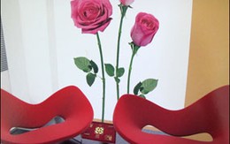 Thay áo mới cho tường 
