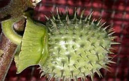 Những chất kích dục đặc biệt nguy hiểm